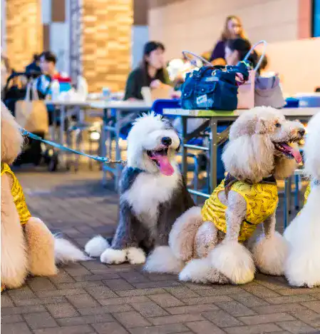 イベントに参加をしている洋服を着た犬の写真